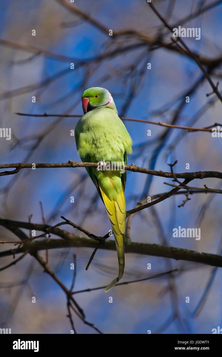 Neckband parakeet, Psittacula krameri little man, Halsbandsittich (Psittacula krameri) Männchen Stock Photo