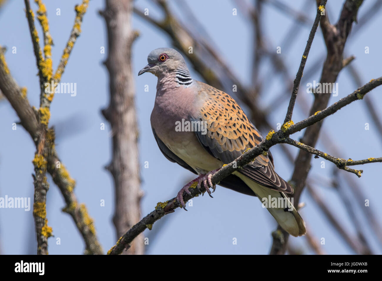 Turtledove, Streptopelia turtur, Turteltaube (Streptopelia turtur Stock