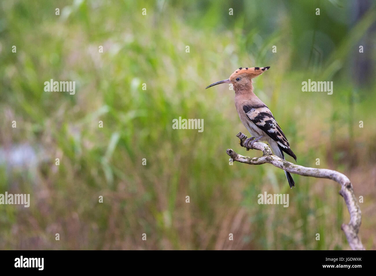 Hoopoe, Upupa epops, Wiedehopf (Upupa epops) Stock Photo