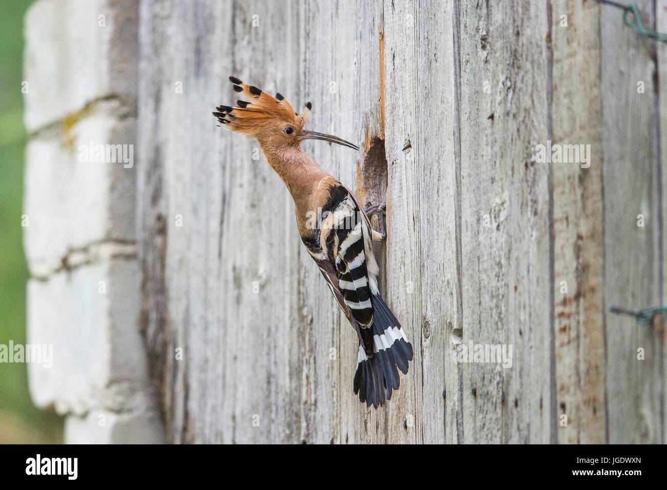 Hoopoe, Upupa epops, Wiedehopf (Upupa epops) Stock Photo