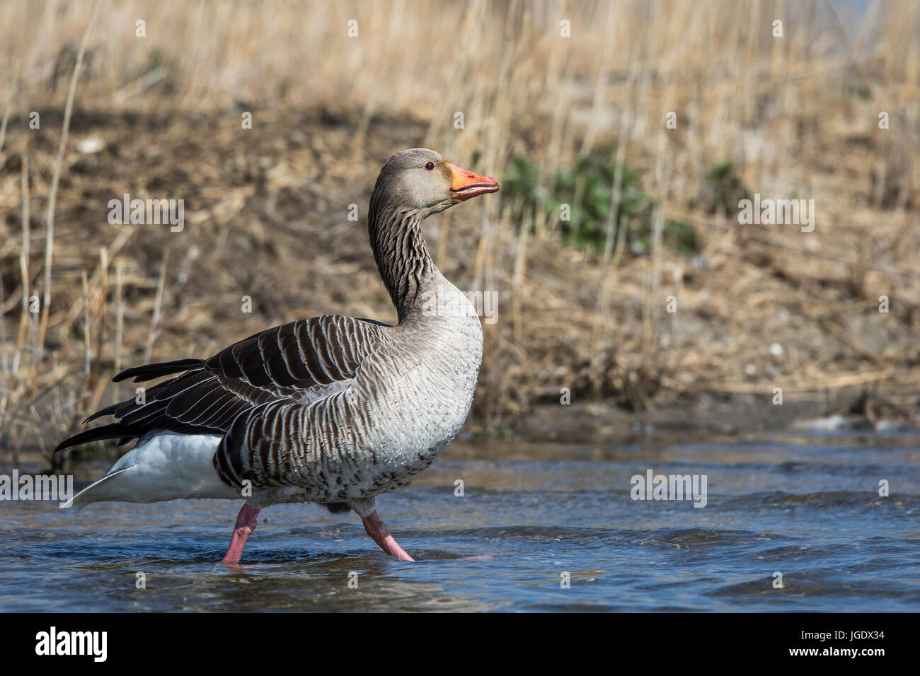 Greylag goose, Anser anser, Graugans (Anser anser) Stock Photo
