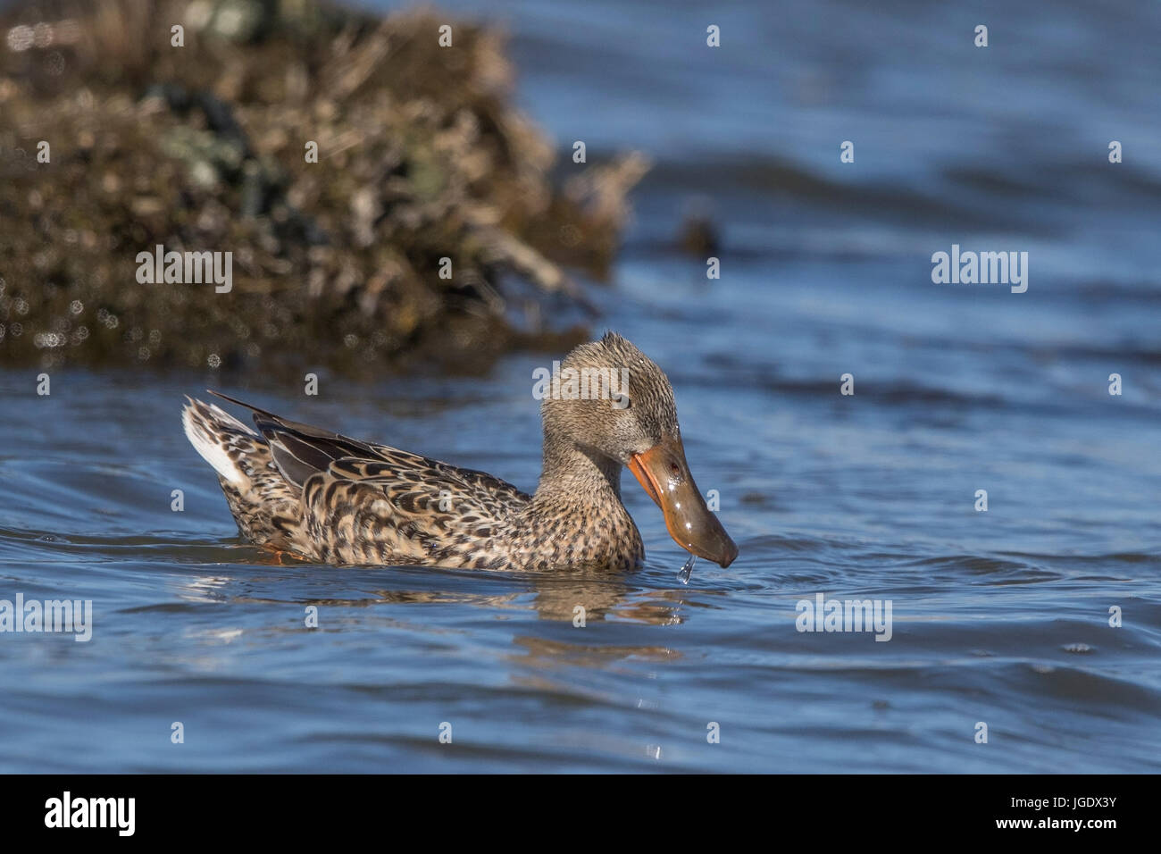 Spoon duck, Anas clypeata female, Löffelente (Anas clypeata) Weibchen Stock Photo