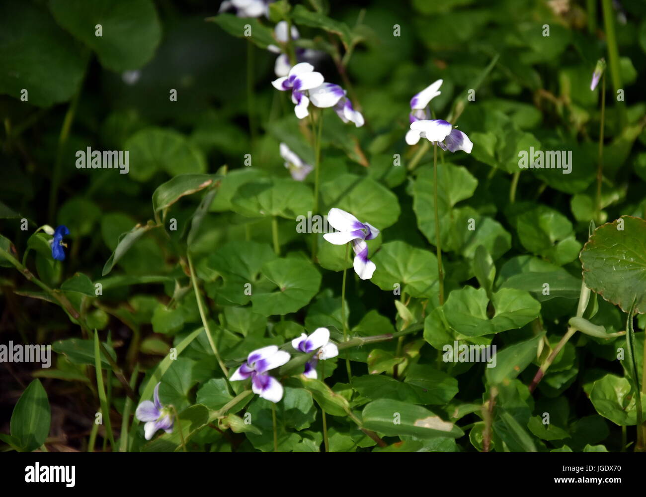 Flowers violets. Wood violets flowers close up. viola odorata. Closeup purple flowers. Sweet Common Garden Violet, Viola odorata blooming in spring in Stock Photo