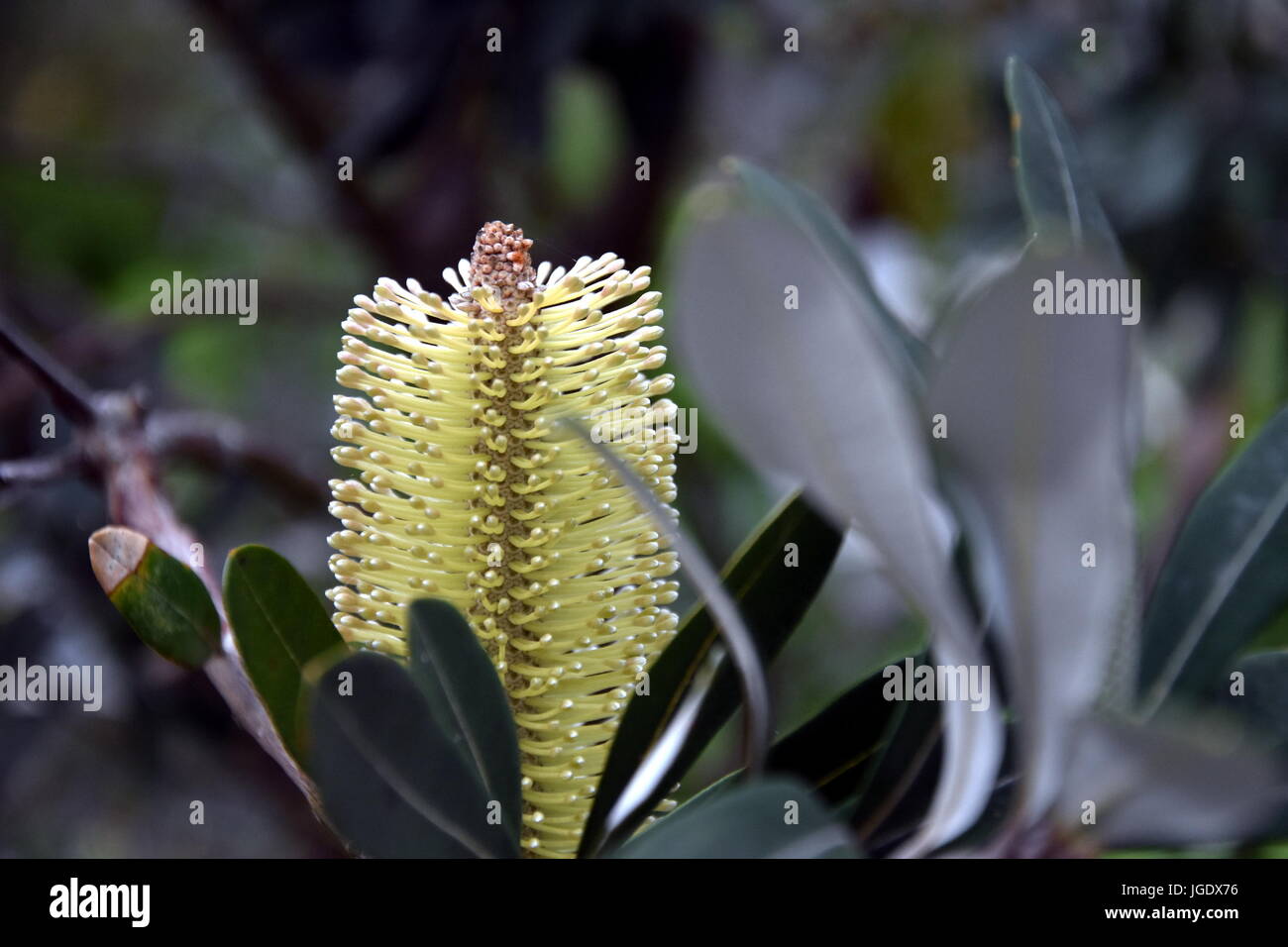 Closeup of a yellow bottle brush. Native australian flower orange