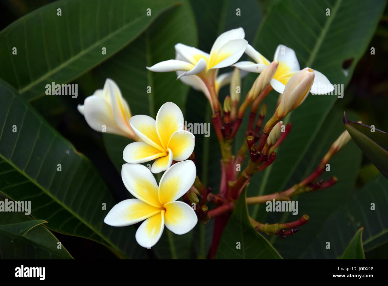 Yellow Orange White Frangipani Plumeria Rubra Flowers Bouquet With Fresh Water