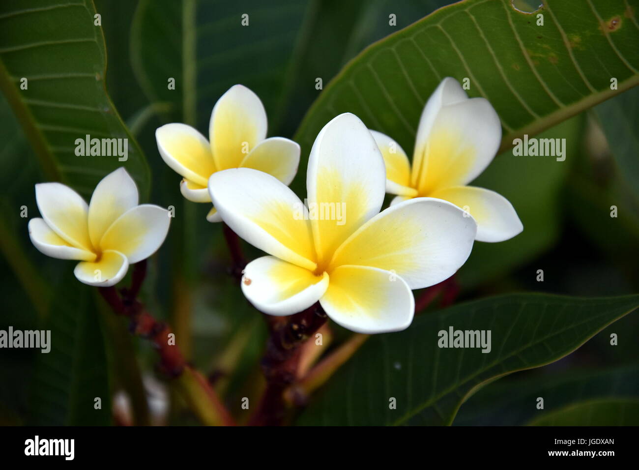 Yellow Orange White Frangipani Plumeria Rubra Flowers Bouquet With Fresh Water
