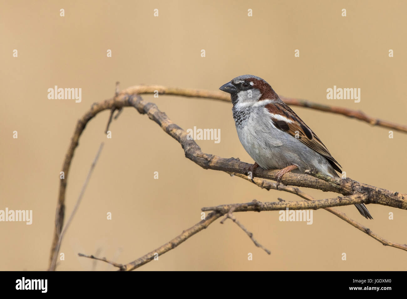 House sparrow, Passer domesticus little man, Haussperling (Passer domesticus) Männchen Stock Photo