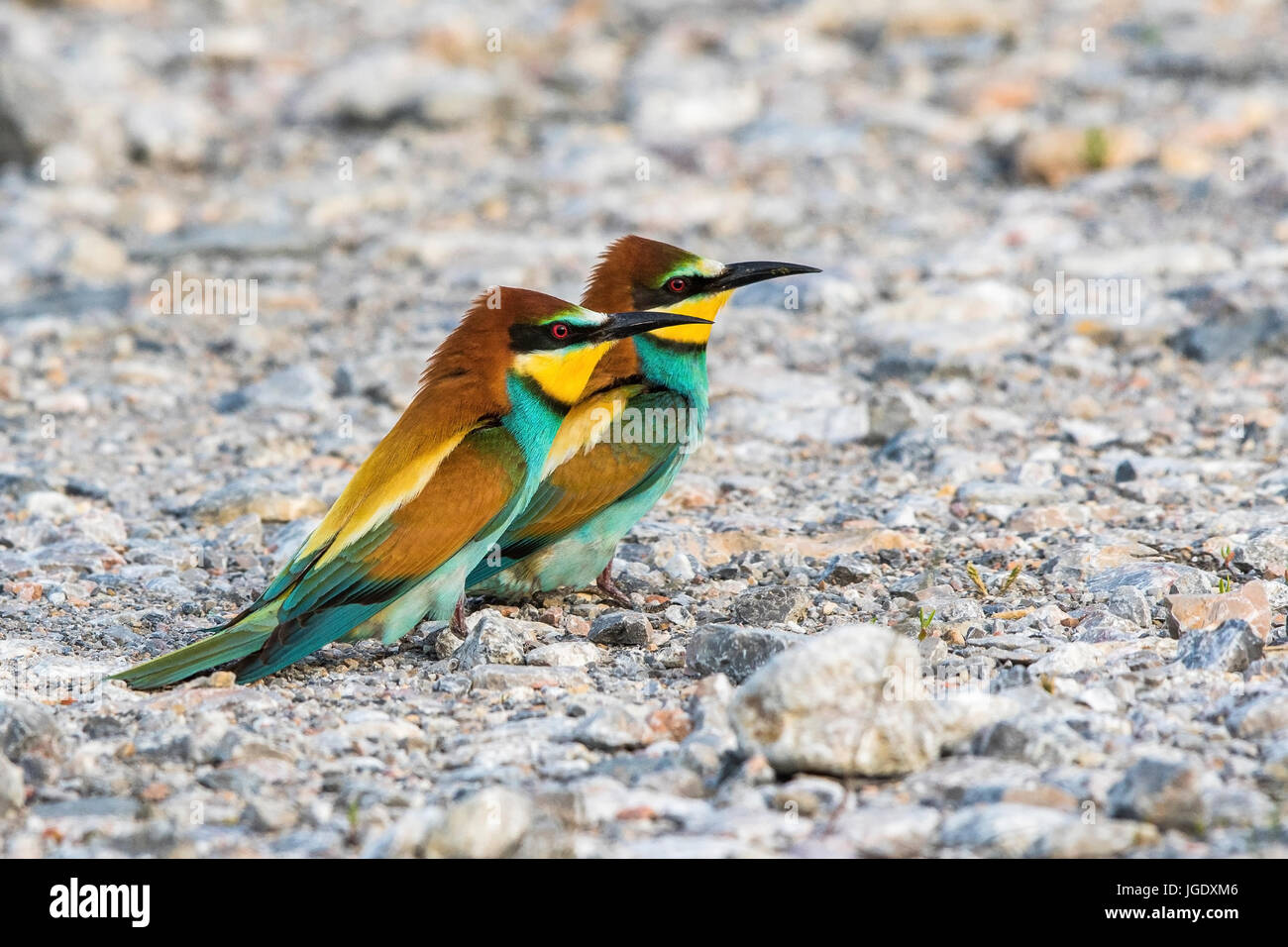 Bee eater, Merops apiaster, Bienenfresser (Merops apiaster) Stock Photo