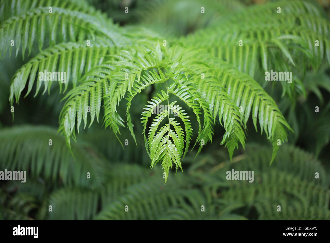 Hawaiian tree fern hi-res stock photography and images - Alamy