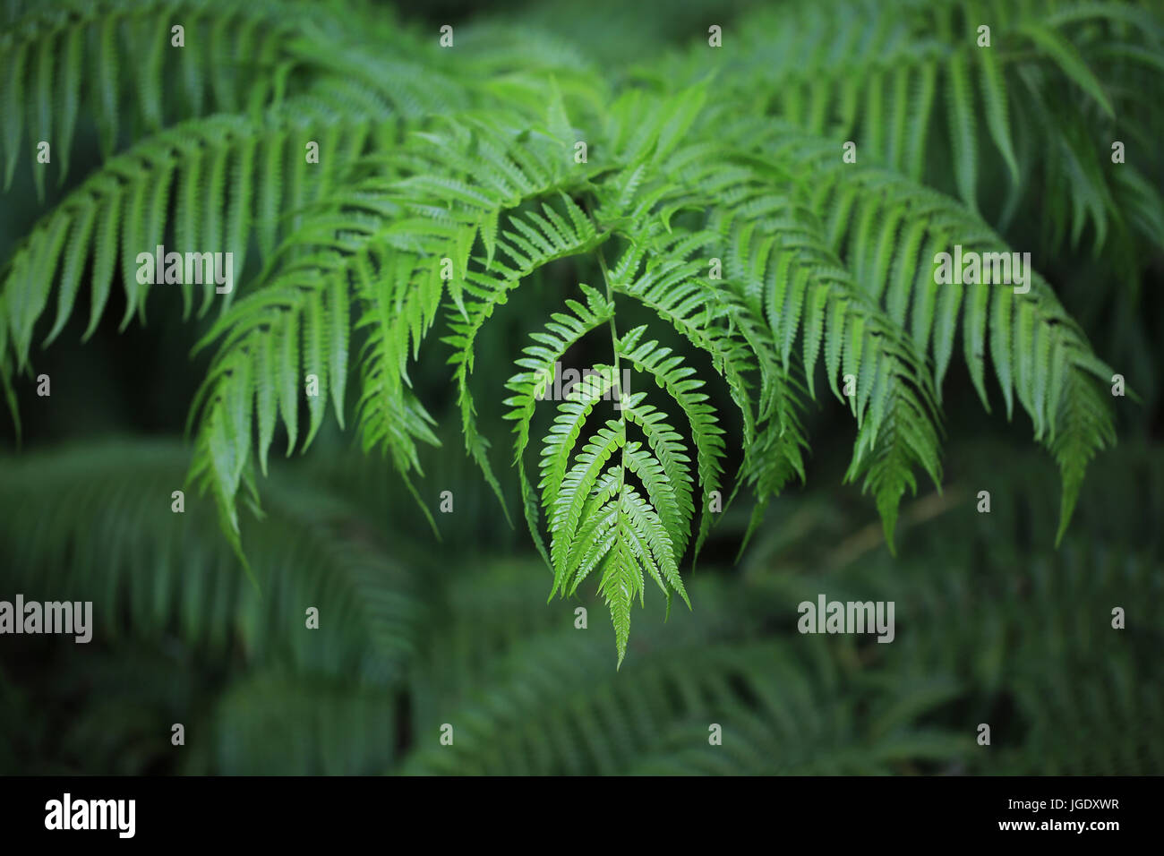 Detail of Hawaiian tree fern frond Stock Photo