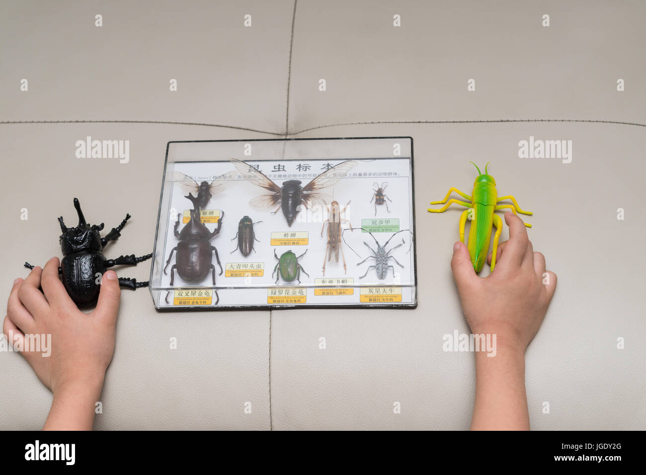 kid checking a dummy beetle a grasshopper against a box of insect specimens collection,the Chinese on top means insect specimens collection and explan Stock Photo