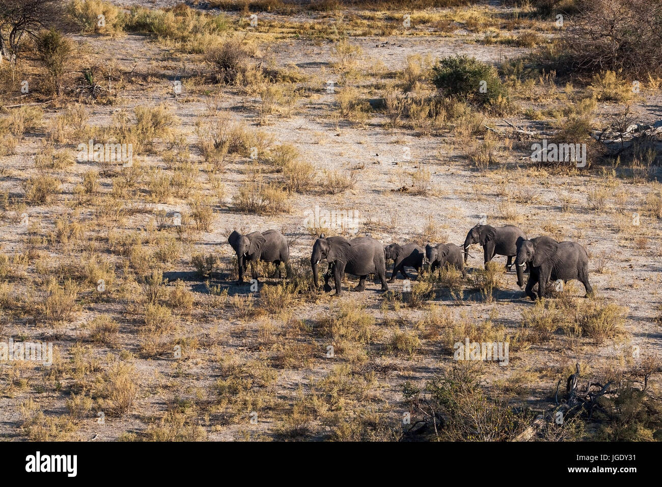 Elephants in the Okawango delta, Botswana, Elefanten im Okawango-Delta Stock Photo