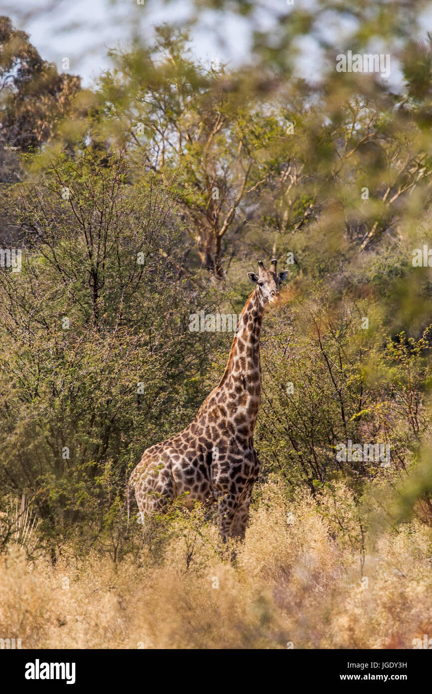 Thornicroft-giraffe's cow, Giraffa, Thornicroft-Giraffenkuh (Giraffa) Stock Photo