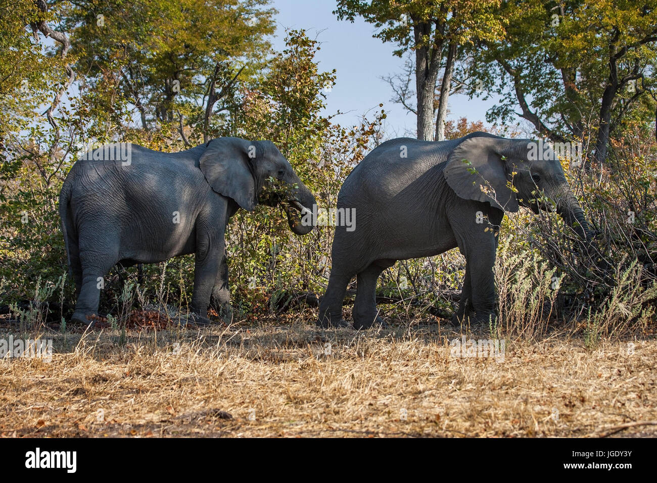 Elephants, Elephantidae Okawango delta, Botswana, Elefanten (Elephantidae) Okawango-Delta Stock Photo