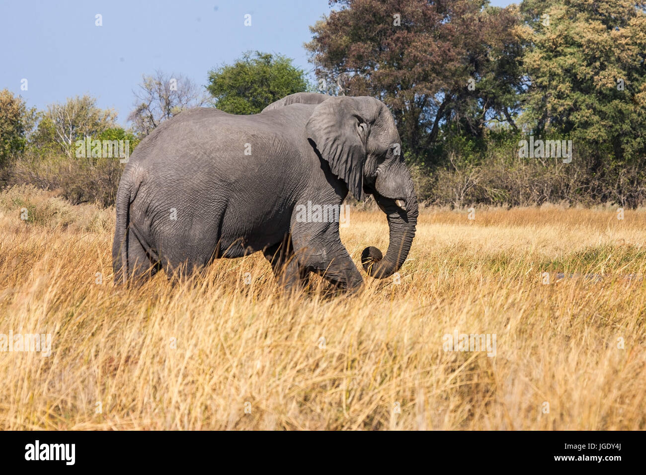 Elephant, Elephantidae Okawango delta, Botswana, Elefant (Elephantidae) Okawango-Delta Stock Photo