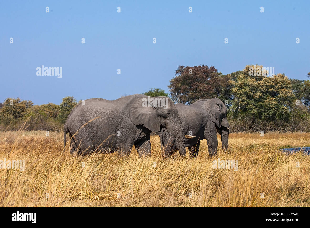 Elephant, Elephantidae Okawango delta, Botswana, Elefant (Elephantidae) Okawango-Delta Stock Photo