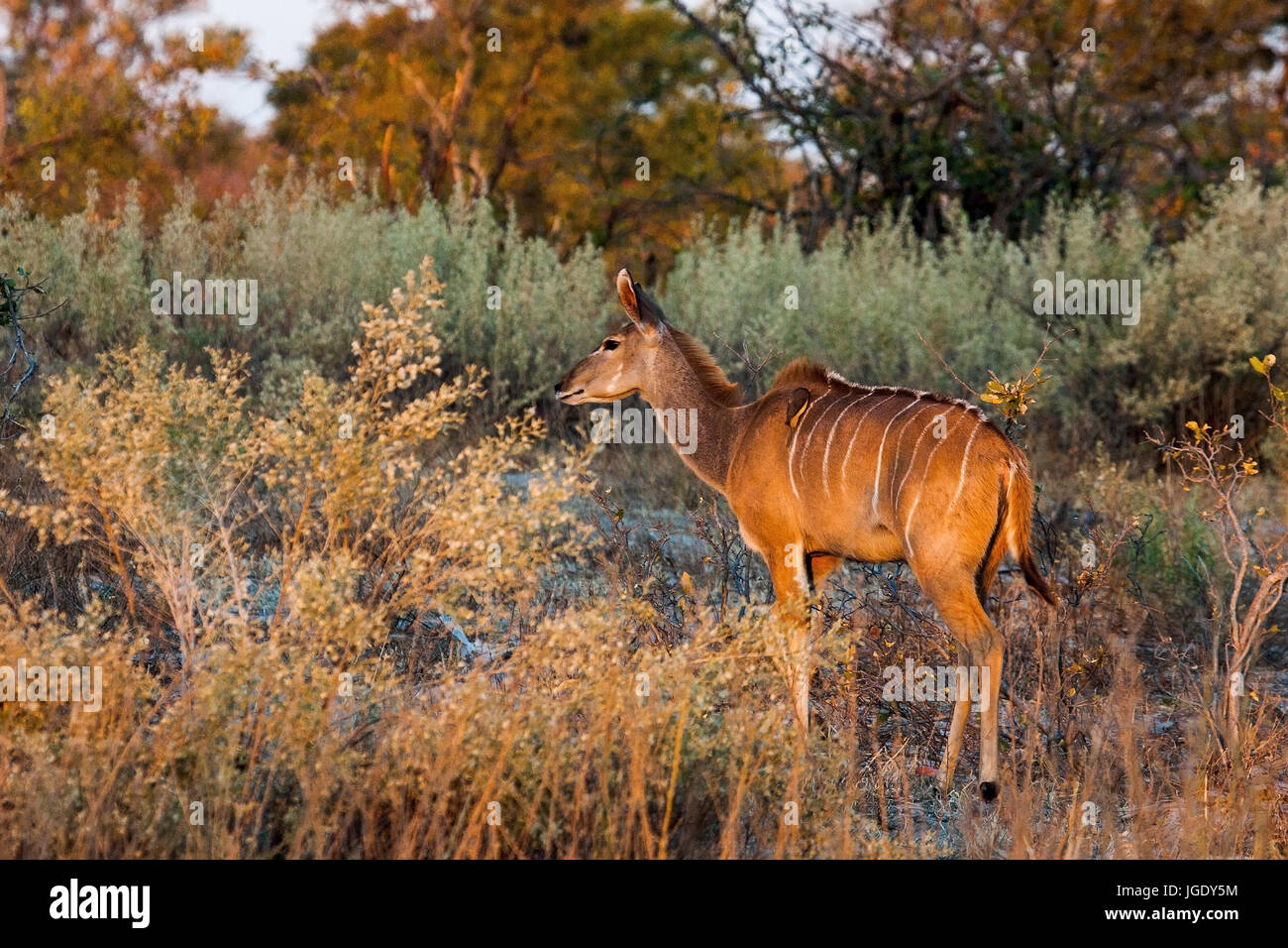 Small Kudu female, Ammelaphus imberbis, Kleiner Kudu weiblich (Ammelaphus imberbis) Stock Photo