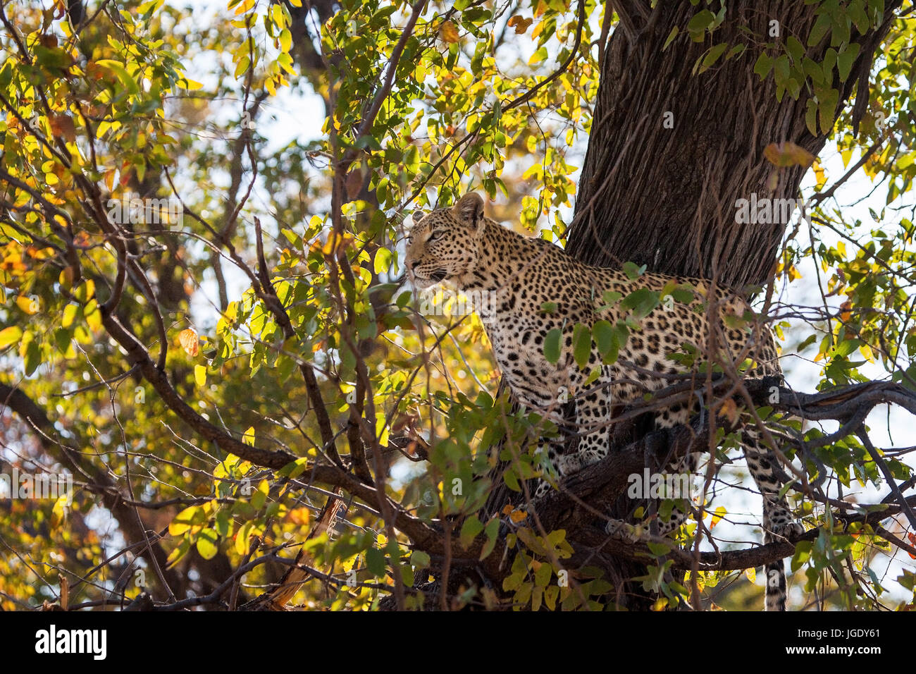 Leopard, Panthera pardus, Leopard (Panthera pardus) Stock Photo