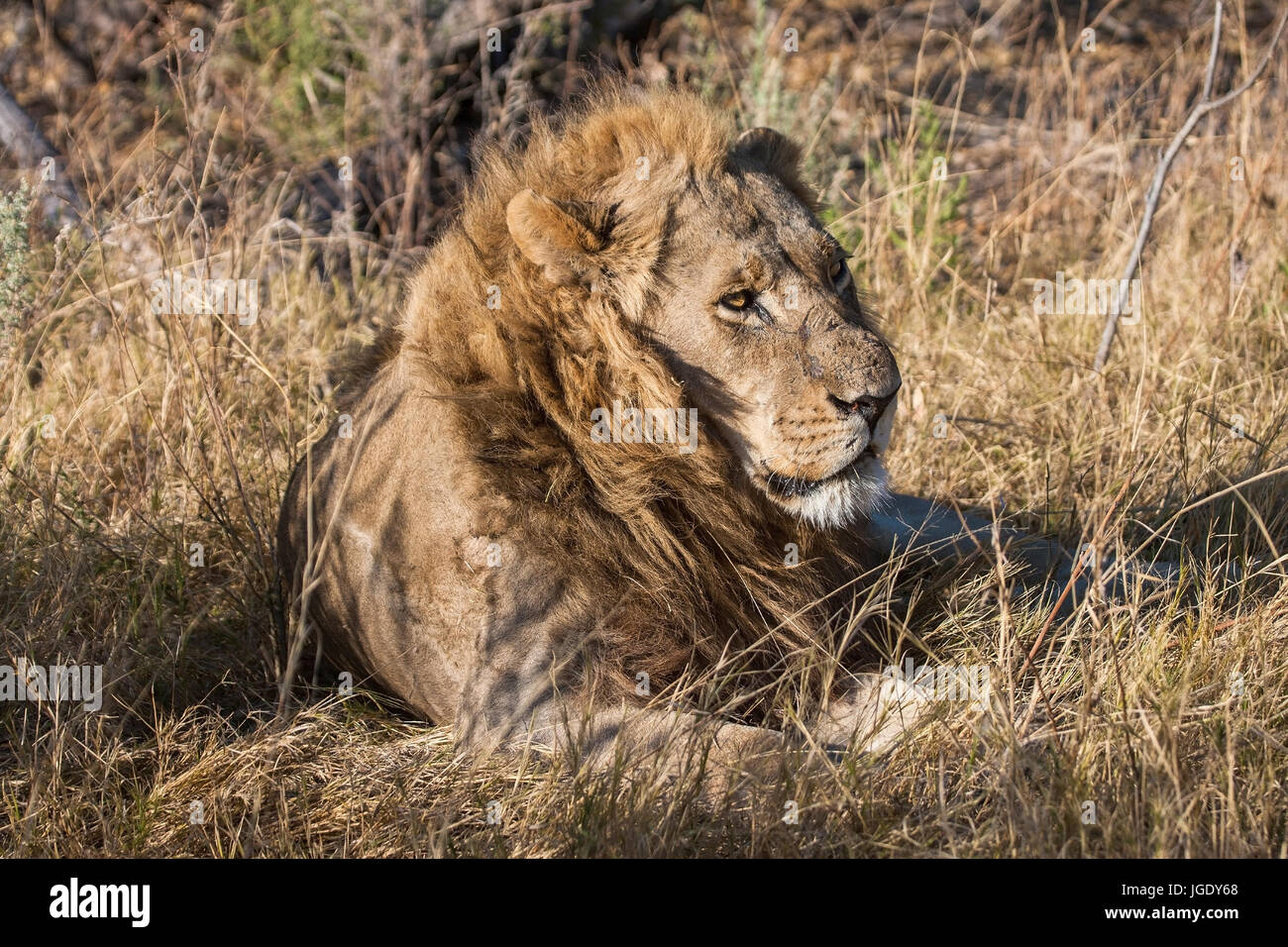 Lion, Panthera leo, Löwe (Panthera leo) Stock Photo