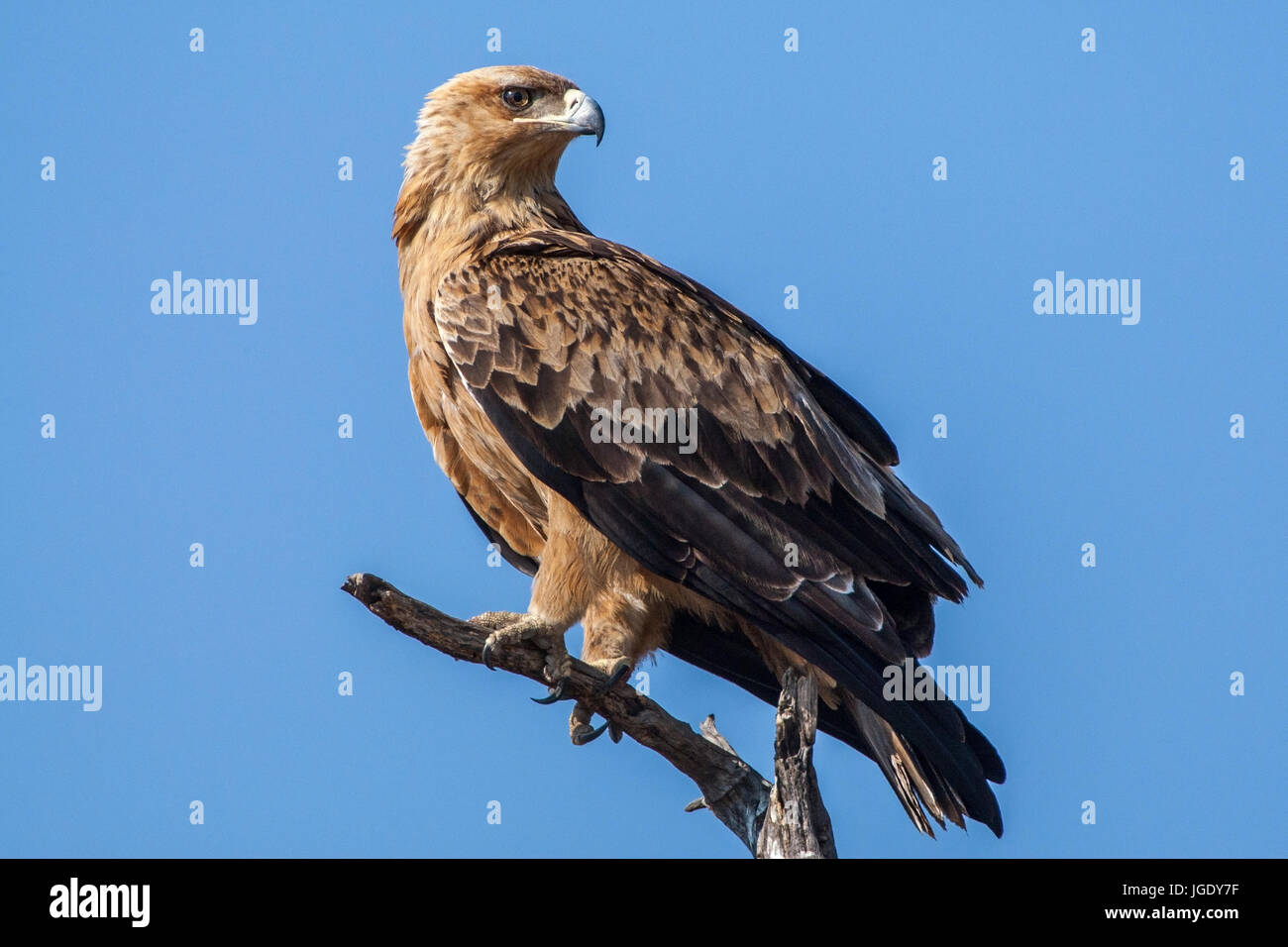 Predatory eagle, Aquila rapax, Raubadler (Aquila rapax) Stock Photo