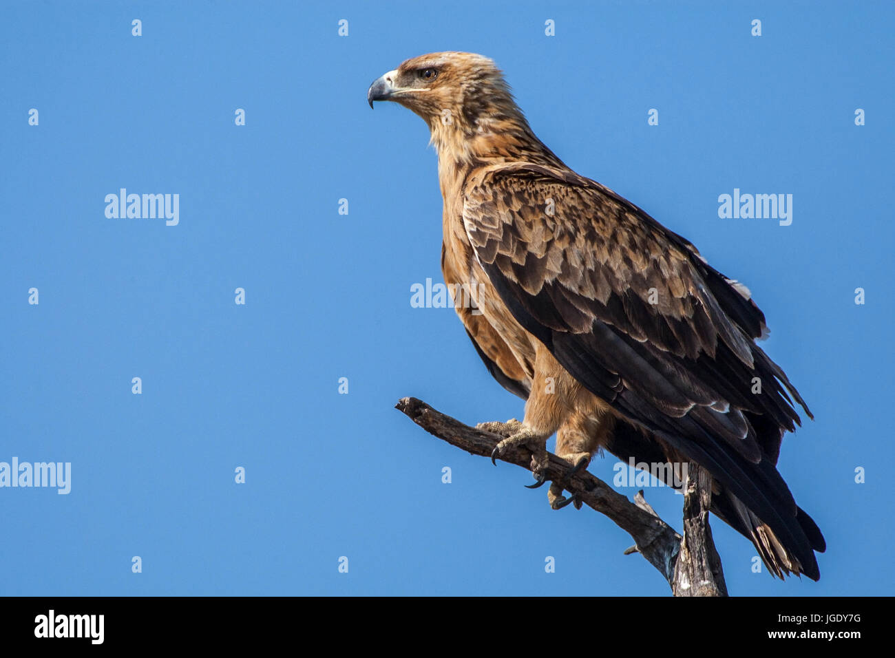Predatory eagle, Aquila rapax, Raubadler (Aquila rapax) Stock Photo