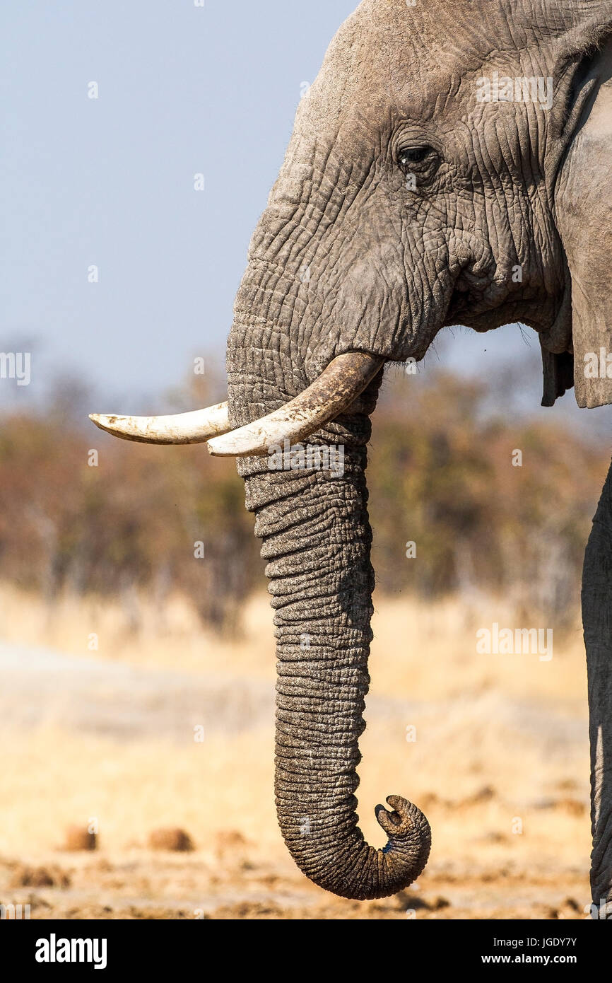 Elephant in the Chobe national park, Botswana, Elefant im Chobe Nationalpark Stock Photo
