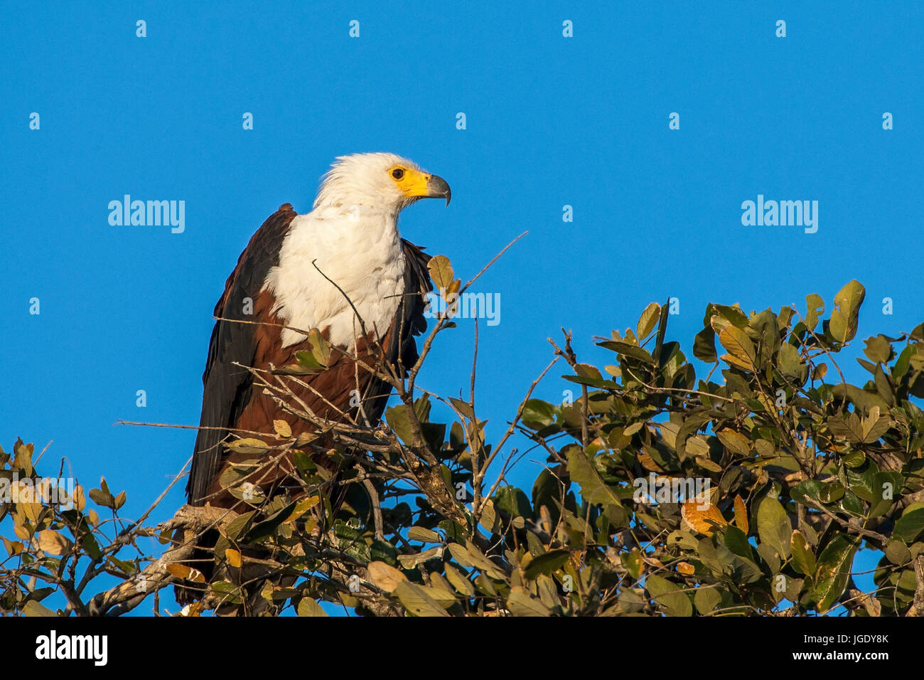Shout lake eagle, Haliaeetus vocifer, Schreiseeadler (Haliaeetus vocifer) Stock Photo