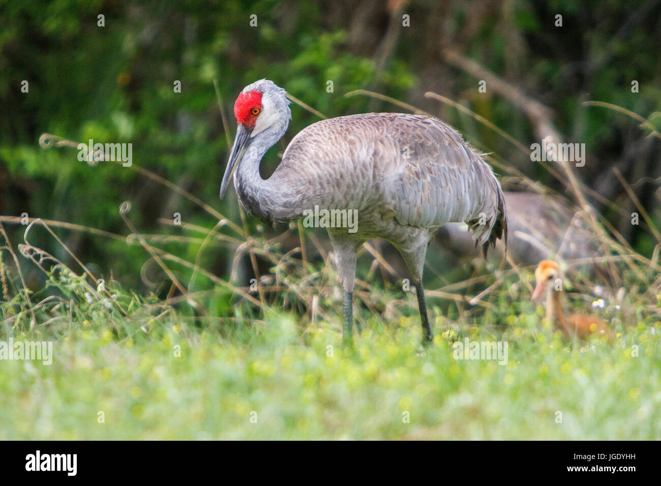 Canada crane, Antigone canadensis, Kanadakranich (Antigone canadensis