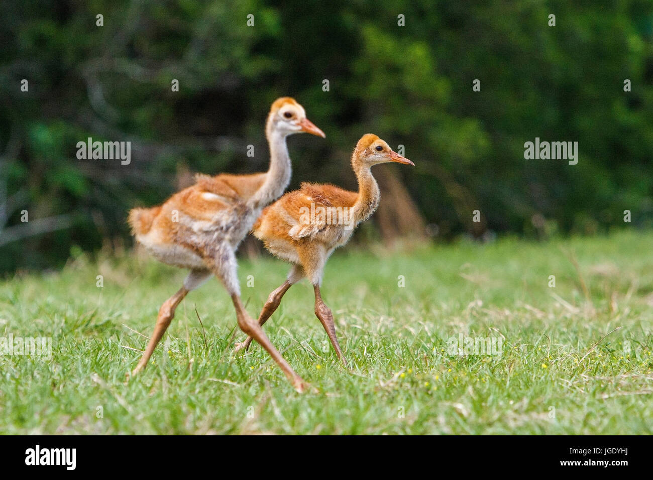 Canada crane, Antigone canadensis, Kanadakranich (Antigone canadensis