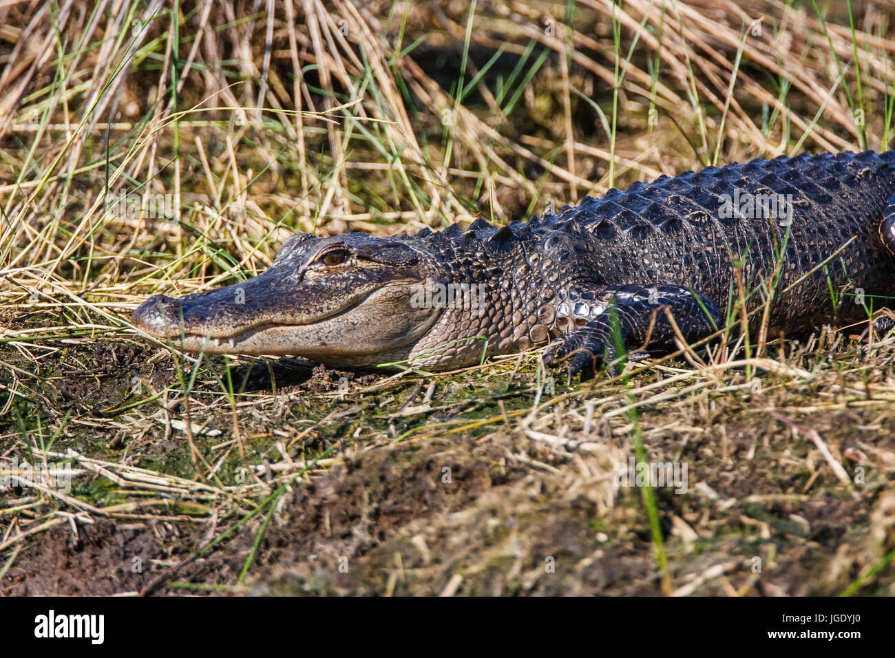Mississippi alligator, alligator mississippiensis, Mississippi