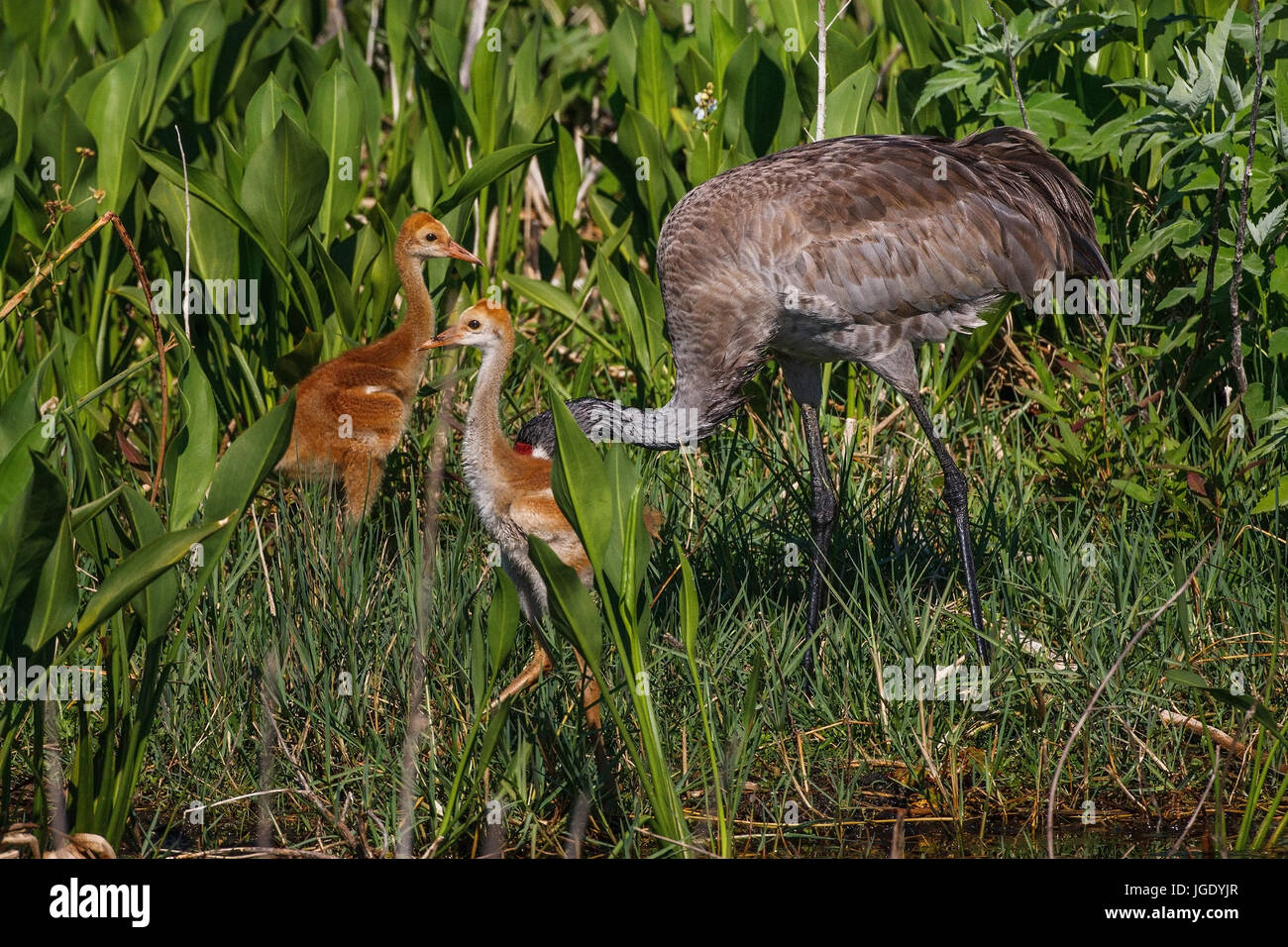 Canada crane, Antigone canadensis, Kanadakranich (Antigone canadensis