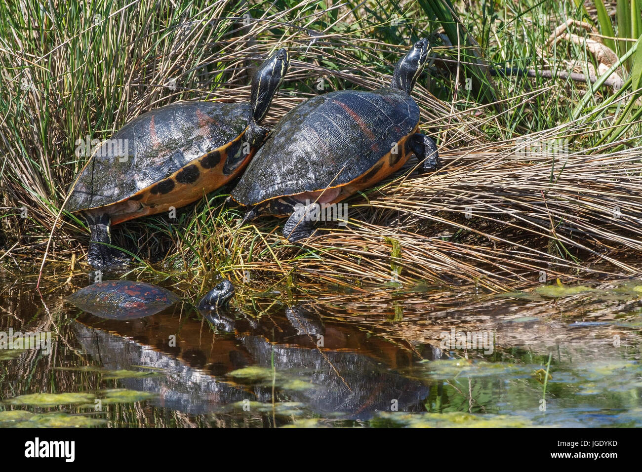 Florida red belly-jewellery tortoise, Pseudemys nelsoni, Florida-Rotbauch-Schmuckschildkröte (Pseudemys nelsoni) Stock Photo