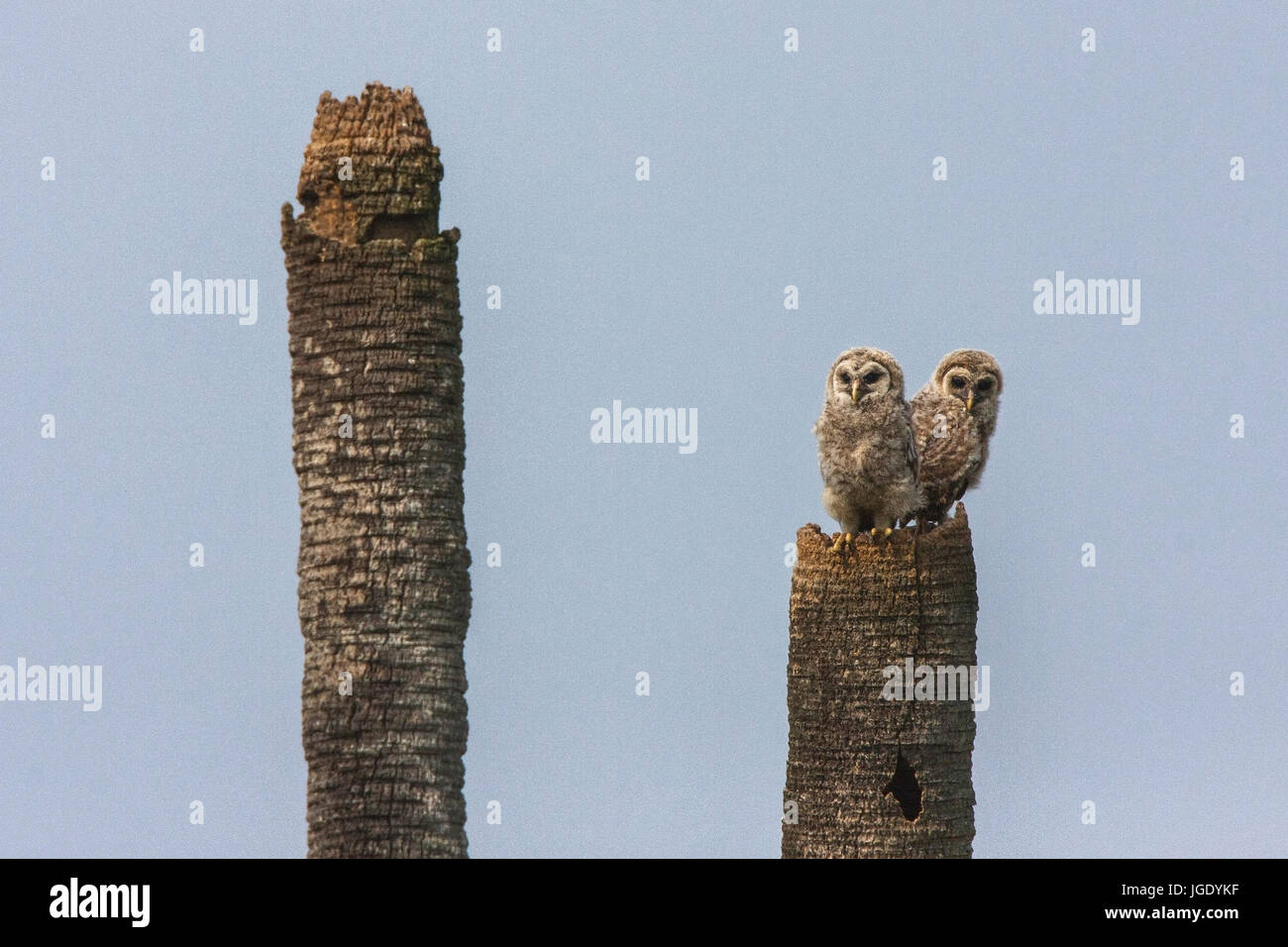 Strix Vari Florida strix varia hi-res stock photography and images - Alamy