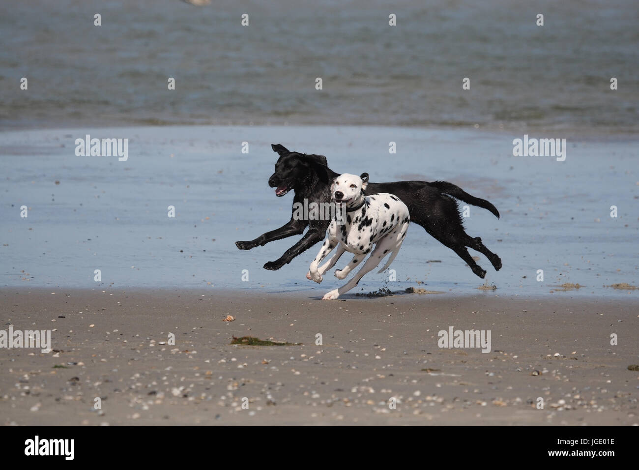 Two dogs run on the beach, Zwei Hunde rennen am Strand Stock Photo