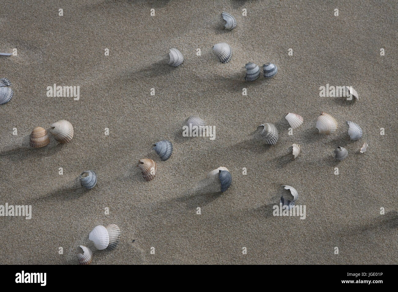 Cockles on the beach, Herzmuscheln am Strand Stock Photo Alamy