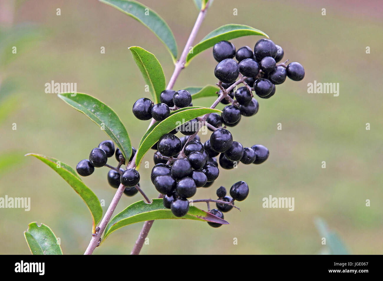 Common privet, Gemeiner Liguster Ligustrum vulgare Wild Privet Stock Photo  - Alamy