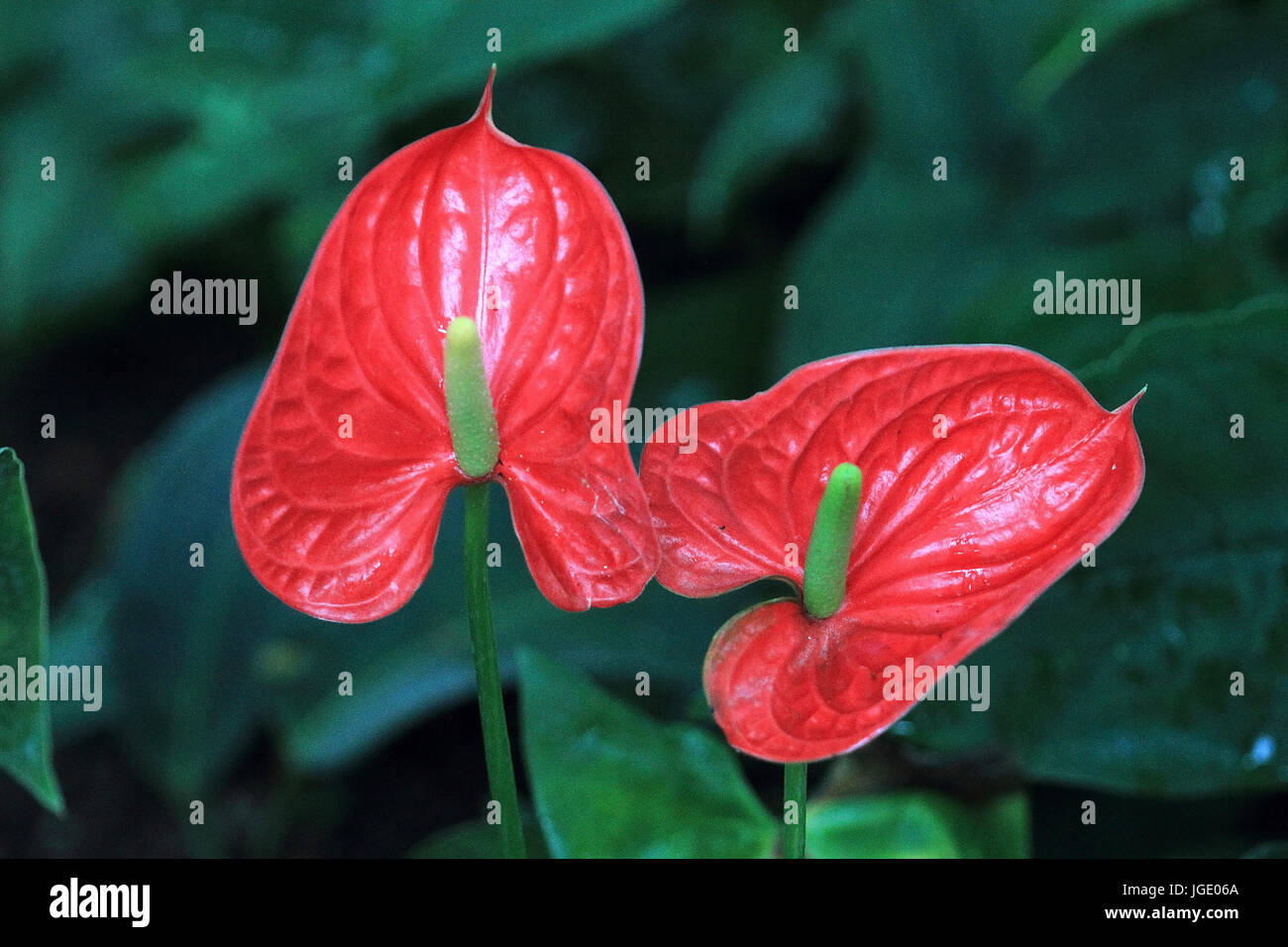 Flamingo flower, Flamingoblume Anthurium species Flamingo Flower Stock Photo Alamy