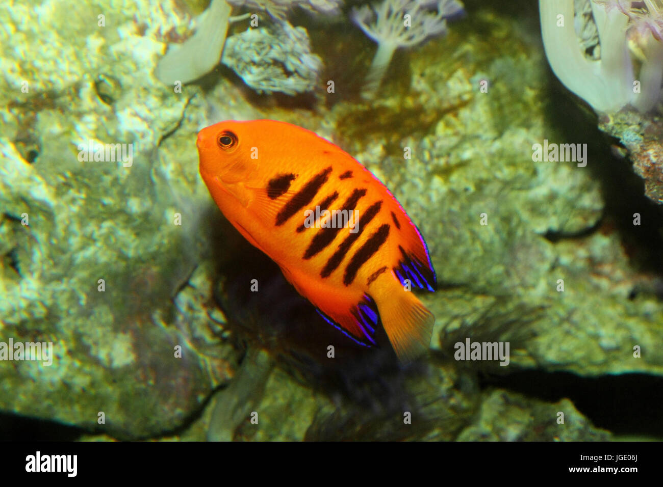 Flame angelfish hi-res stock photography and images - Alamy