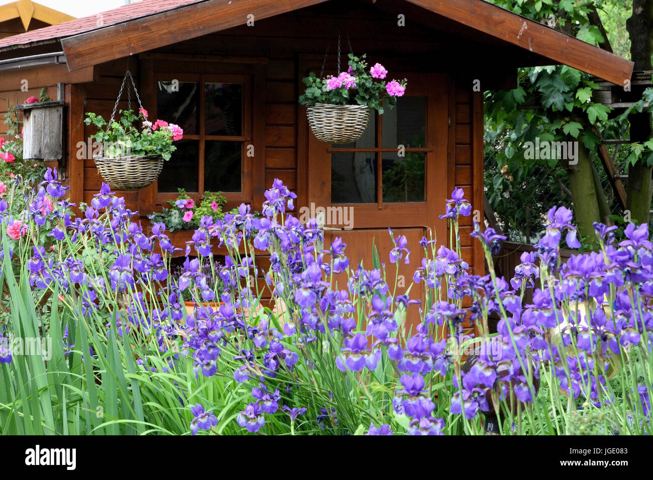 Summer house with Siberian irises, Gartenhaus mit Sibirischen Schwertlilien Stock Photo