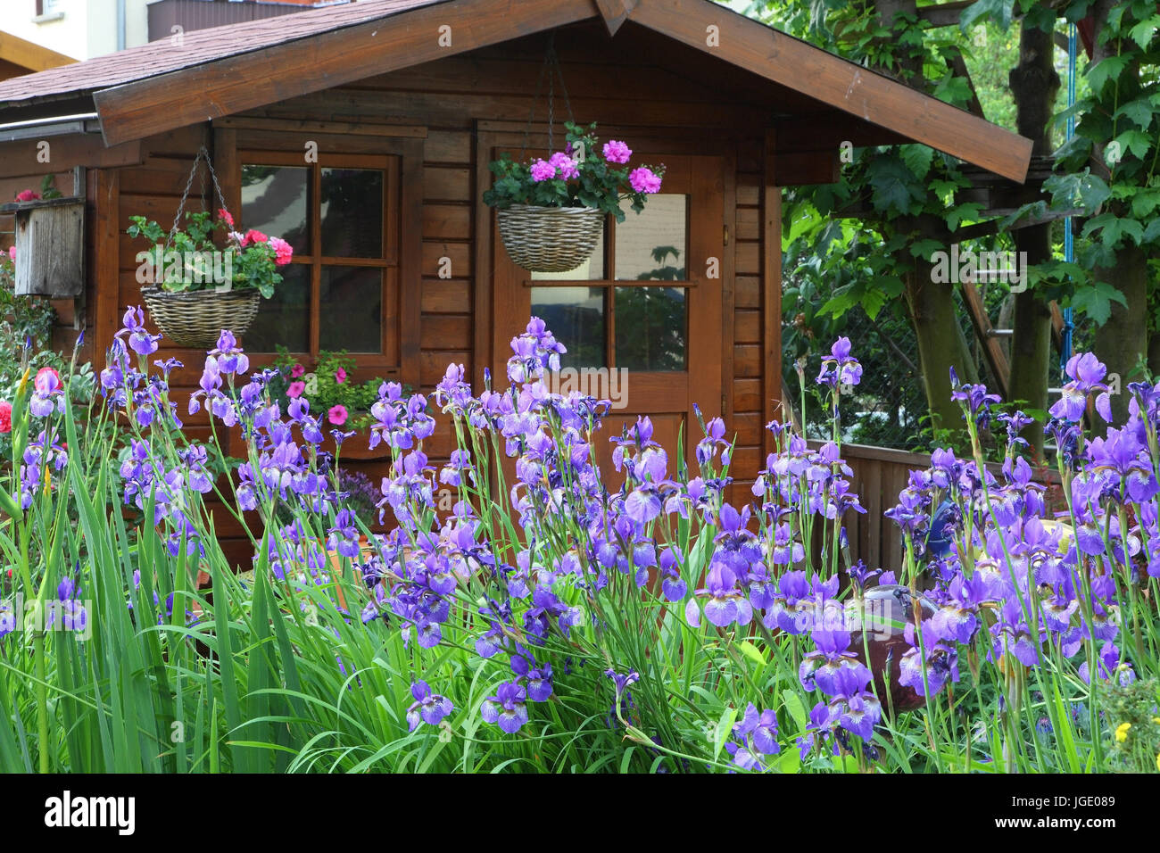 Summer house and Siberian irises, Gartenhaus und Sibirische Schwertlilien Stock Photo