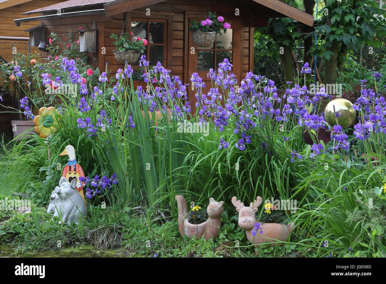Summer house and Siberian irises in the pond, Gartenhaus und Sibirische Schwertlilien am Teich Stock Photo