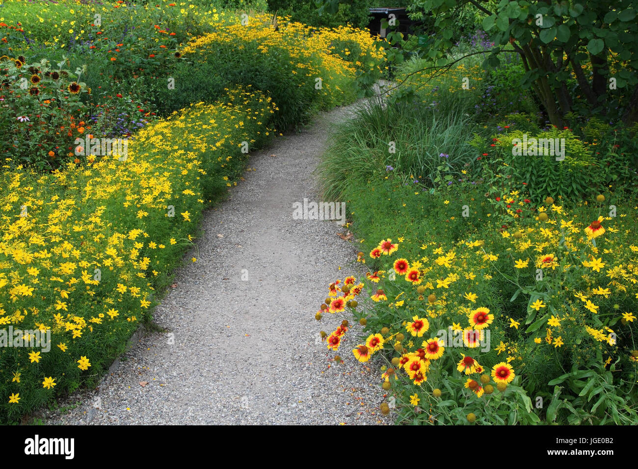 Garden path with Kokardenblume in summer, Gartenweg mit Kokardenblume im Sommer Stock Photo