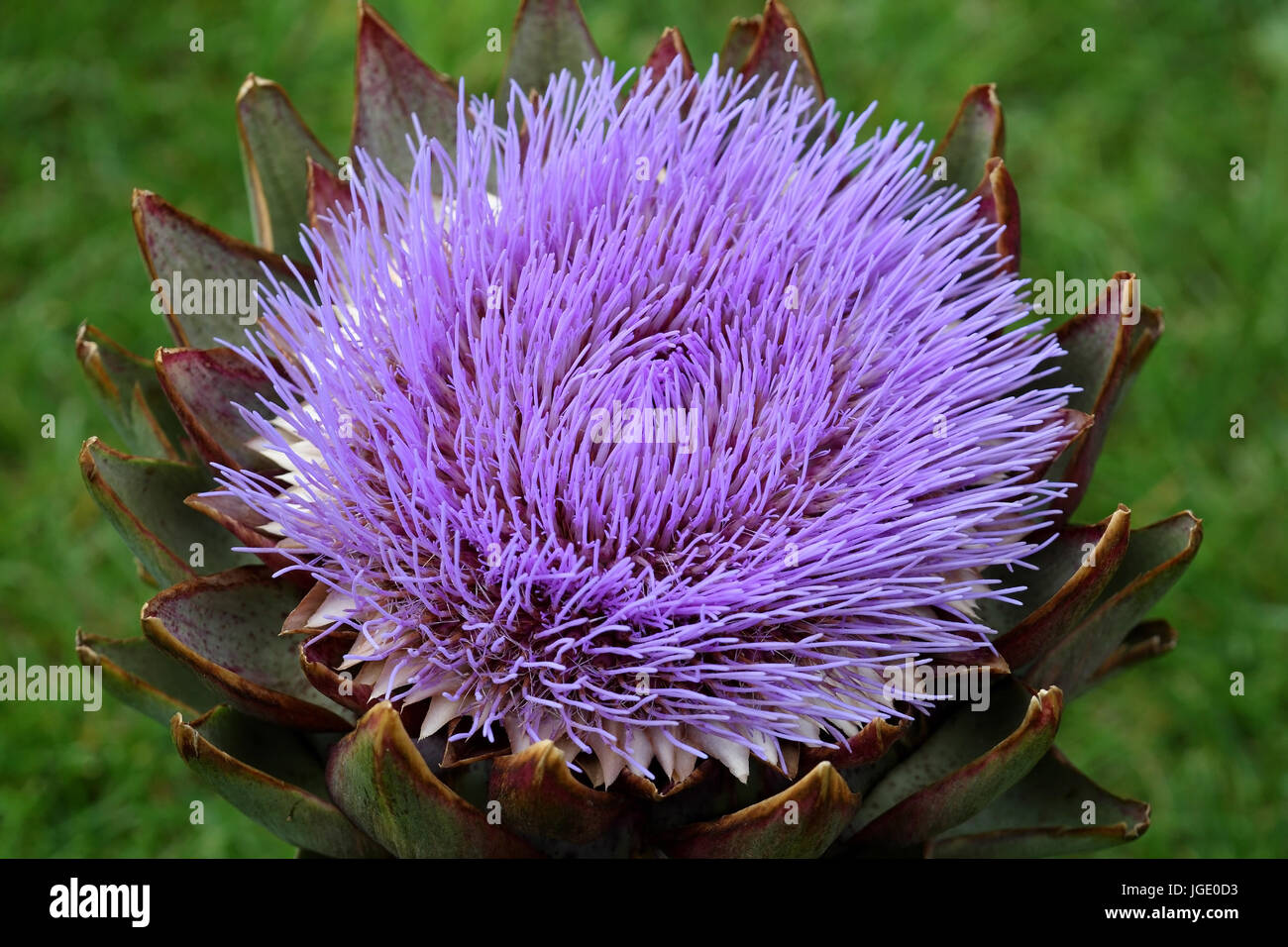 Artischocke garten hires stock photography and images Alamy