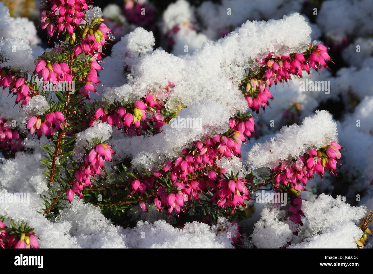 Snowy moor in winter, Schneeheide im Winter Stock Photo