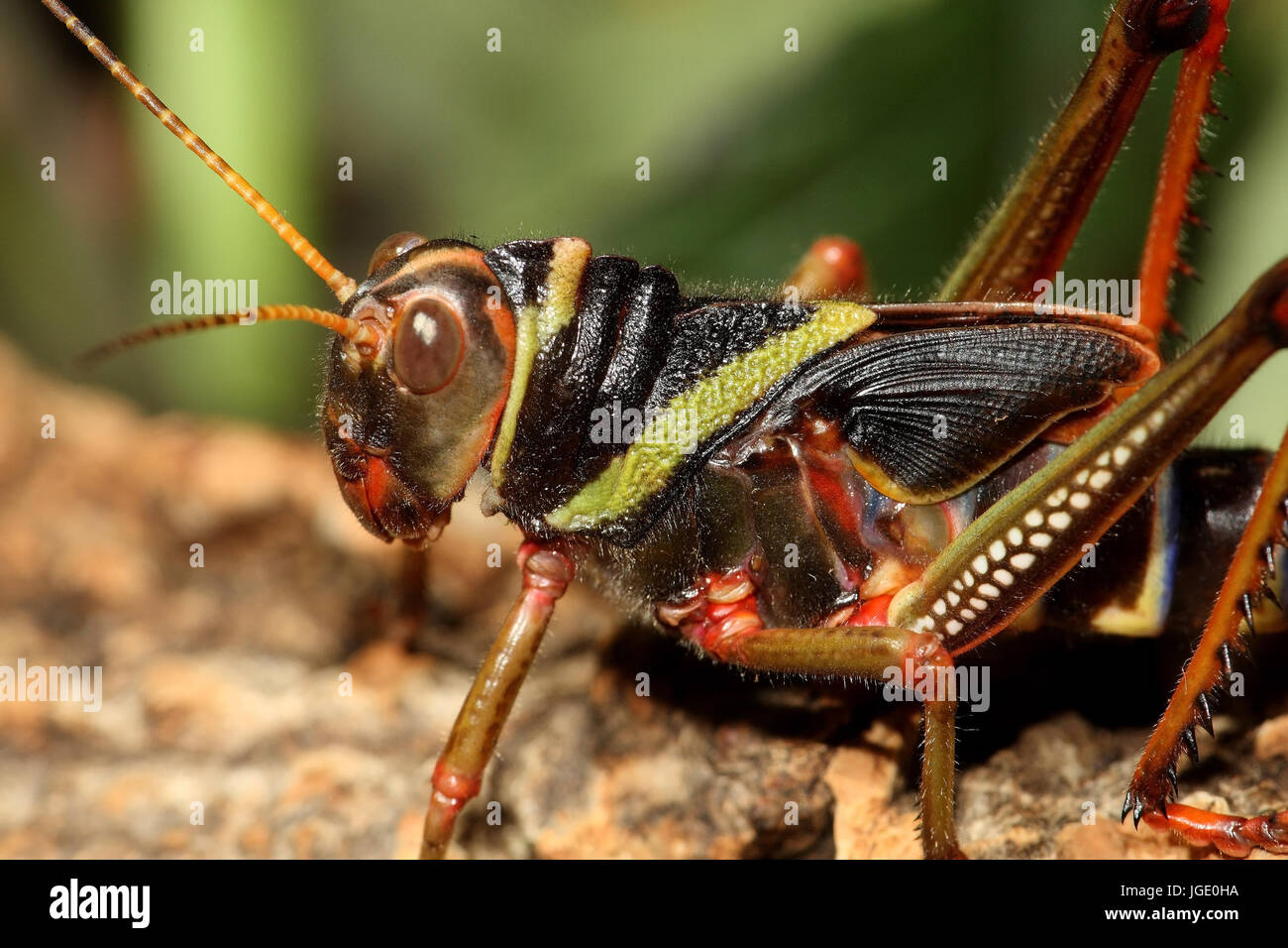 Guiana gigantic grasshopper, Guayana Riesenheuschrecke Stock Photo