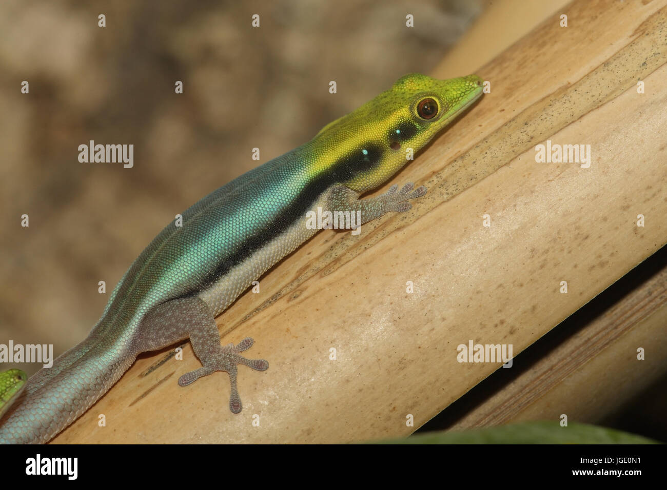 Blue bamboo-day gecko, Blauer Bambus-Taggecko Stock Photo - Alamy