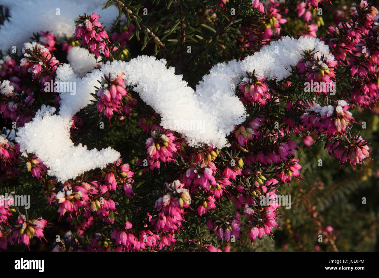 Snowy moor with white frost, Schnee-Heide mit Reif Stock Photo