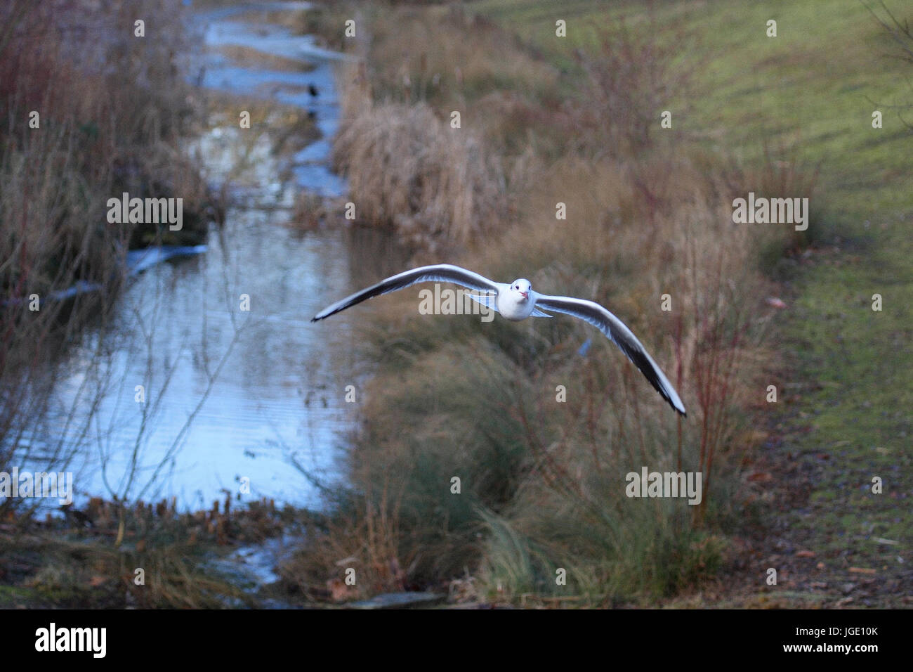 Black-headed gull in the flight, Lachmoewe im Flug Stock Photo