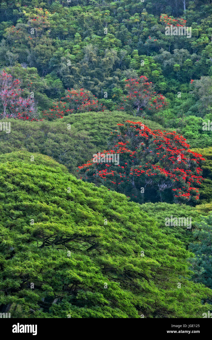 African tulips bloom among the canopy of trees in the National Tropical
