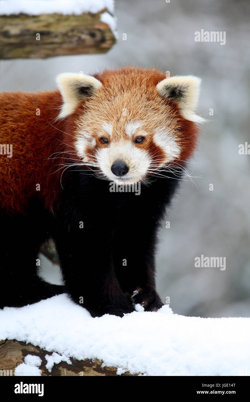 Red panda in winter, Roter Panda im Winter Stock Photo - Alamy